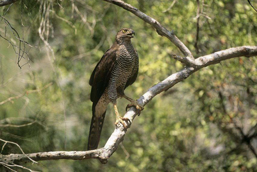 Henst's goshawk perching on a branch in Madagascar