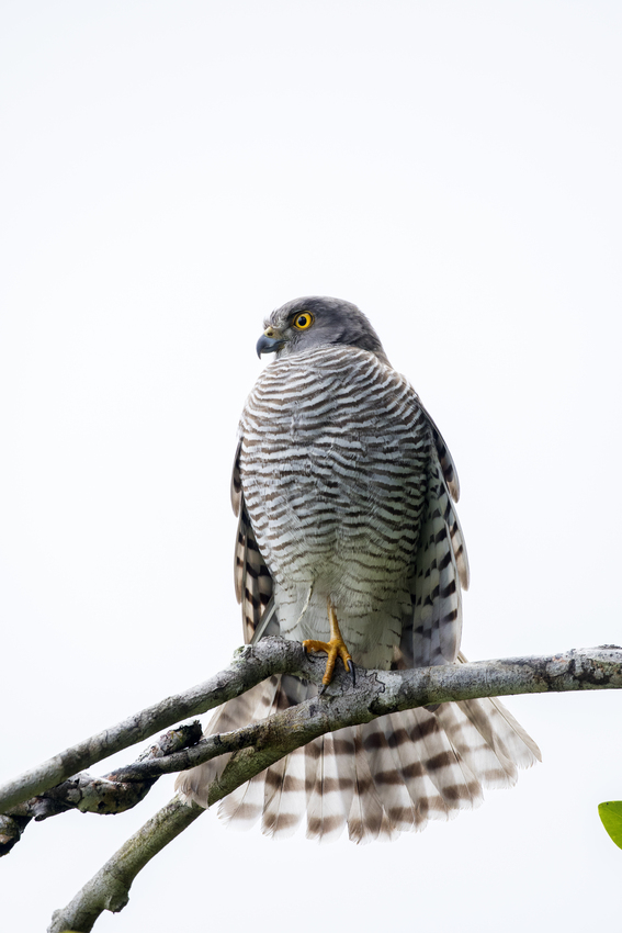 Madagascar sparrowhawk perched on a branch. 