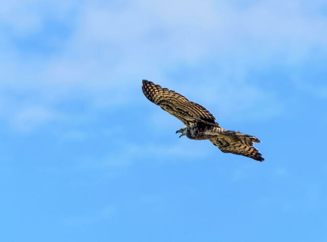 A Henst's Goshawk mid flight.