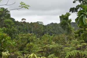 A view of the Ankarabolava-Agnakatrika forest in Madagascar.