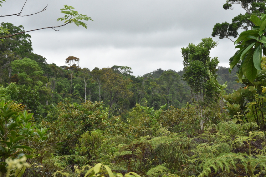 A view of the Ankarabolava-Agnakatrika forest in Madagascar. 