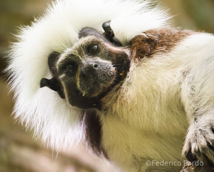 Strategic Land Purchase for the Cotton-top Tamarin – Rainforest Trust