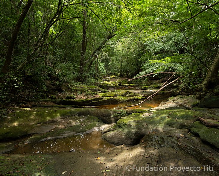 Strategic Land Purchase for the Cotton-top Tamarin – Rainforest Trust