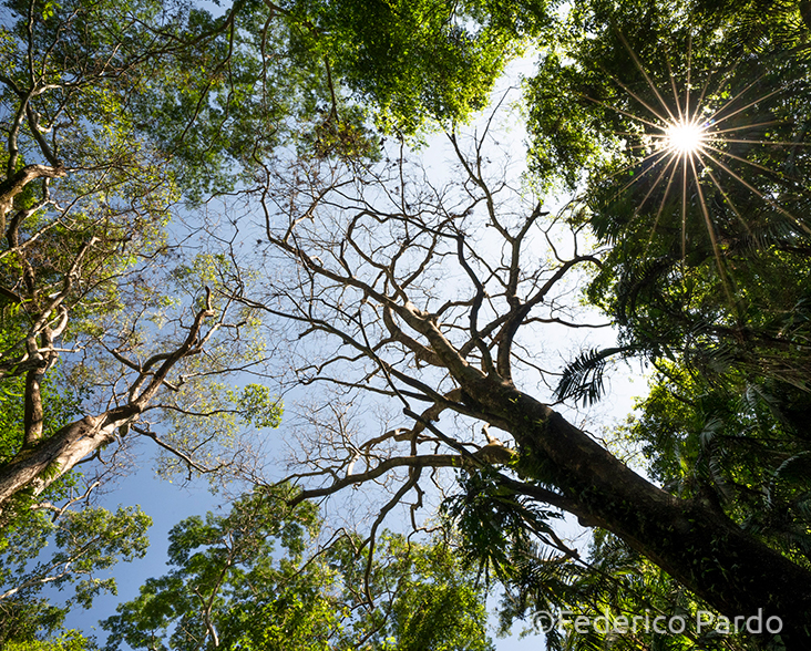 FPT has helped to protect over 1,700 ha of forest in Colombia.