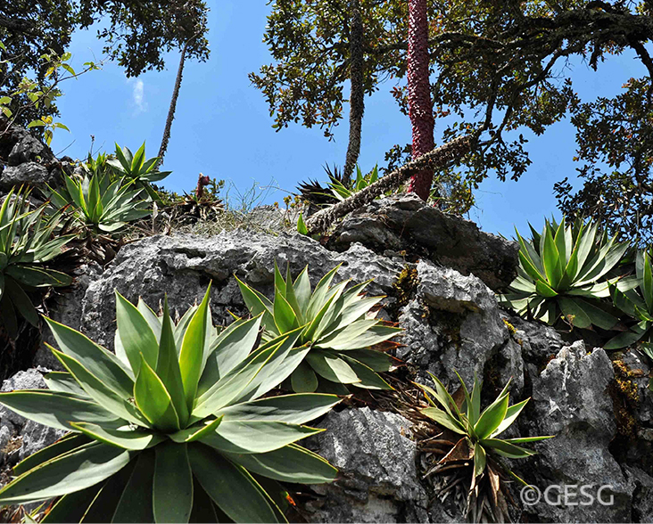 Agave muxii