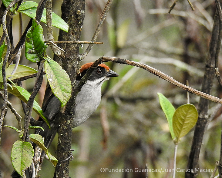 A critically endangered Antioquia Brushfinch perched on a branch