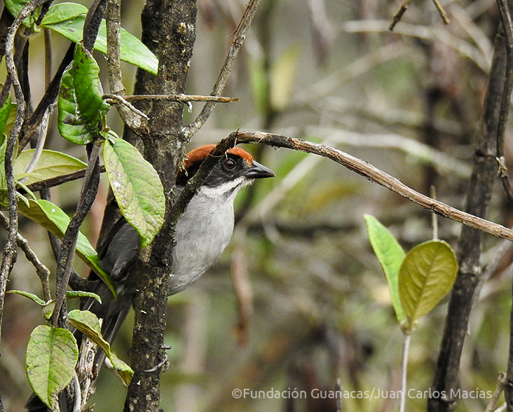 Strategic Land Purchase for the Cotton-top Tamarin – Rainforest Trust