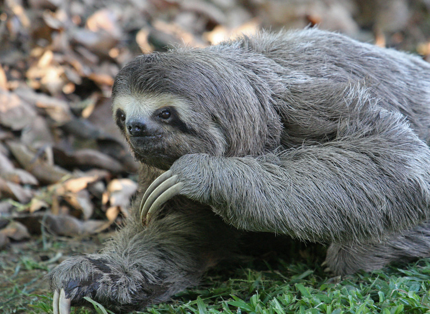 A brown-throated three-toed sloth crawls along the forest floor with grass beneath it and leaf litter in the background. The sloth has their left arm raised and their three claws are visible.