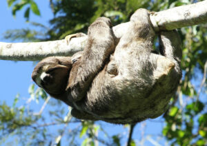 A brown-throated three-toed sloth hangs from a tree with its legs and arms wrapped around a branch.