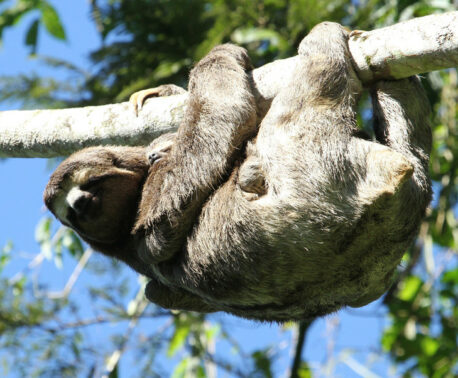 A brown-throated three-toed sloth hangs from a tree with its legs and arms wrapped around a branch.