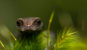 Bell's False Brook Salamander
