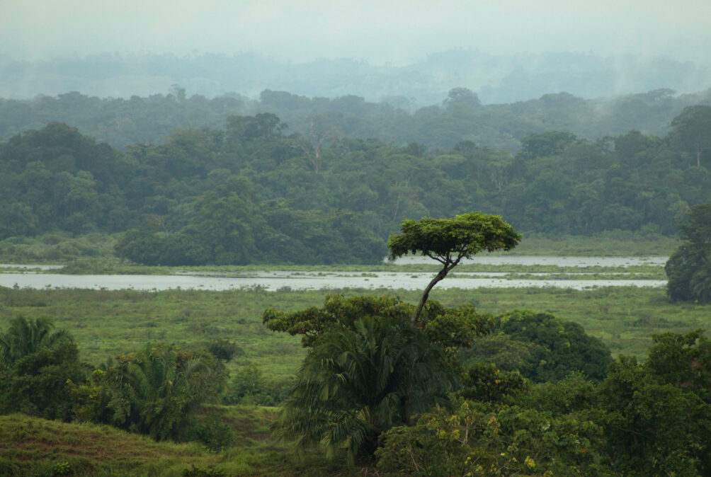 Four new spider species found in Colombia's biodiversity hotspot