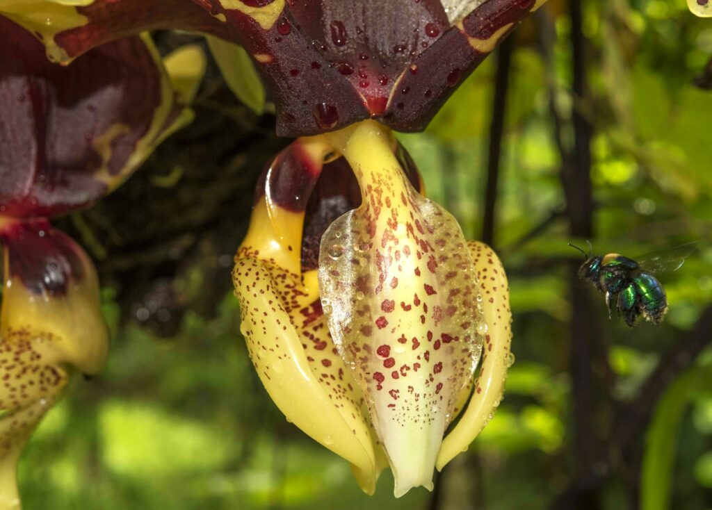 A close-up image of a cream coloured orchid flower dotted with purple spots. To iwith a bee flying to the right of it.