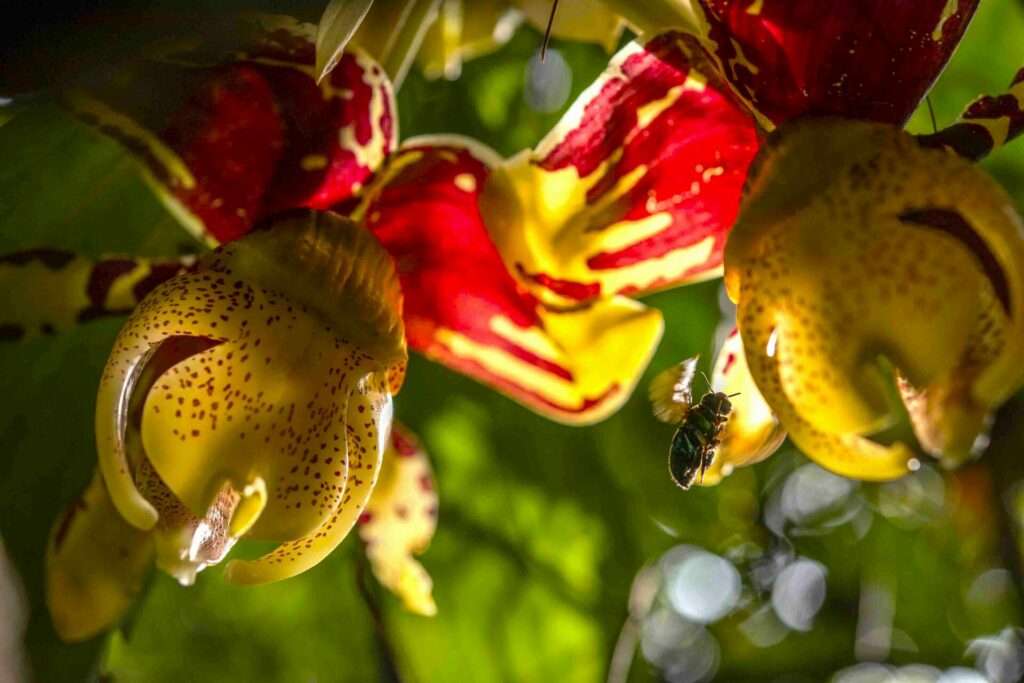 A close-up image of an orchid flower with a bee flying to the right of it.
