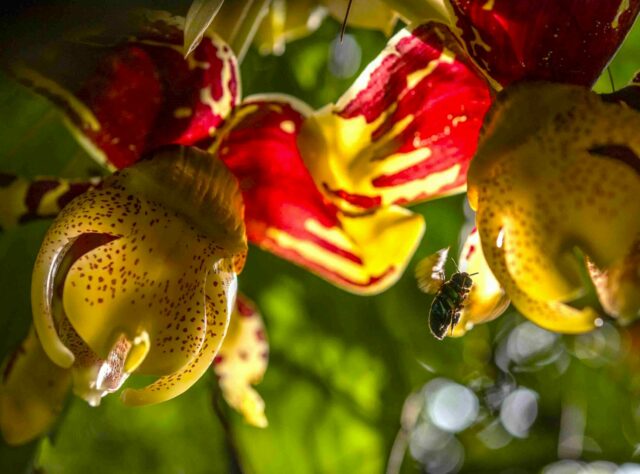 A close-up image of an orchid flower with a bee flying to the right of it.