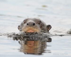 A Giant Otter swimming