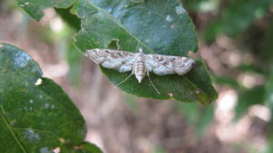 A speckled pale brown and cream moth is placed on a green leaf and splays out its wings. 