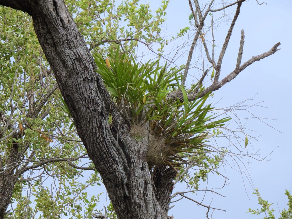 The image shows the green leaves of a leopard orchid growing on a tree branch.