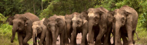 A line of Elephants in Malaysian Borneo