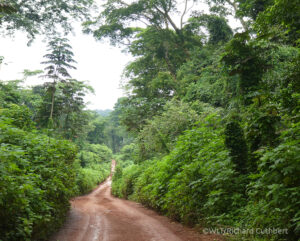Forest road marking the boundary between Deng-deng NP and Community Forest Reserves