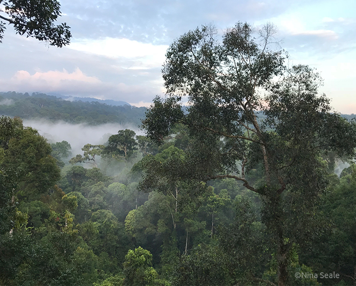 A view of rainforest in Malaysian Borneo