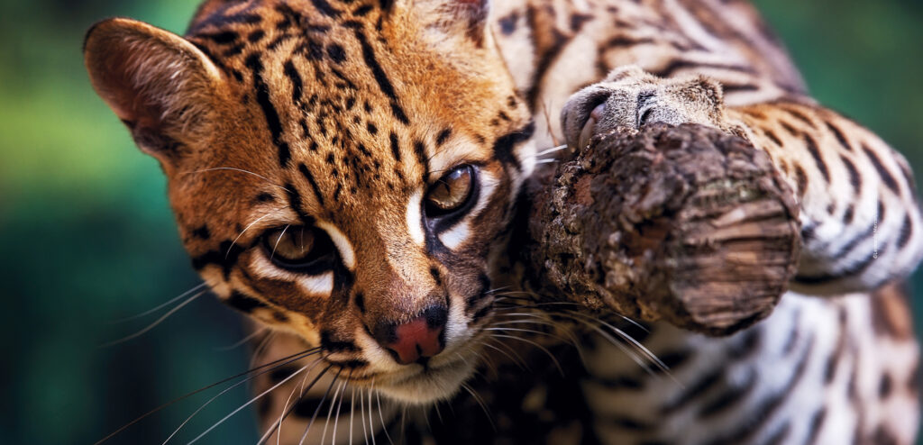 An Ocelot resting on a branch and staring into the camera