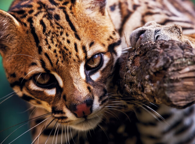 An Ocelot resting on a branch and staring into the camera