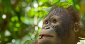 Portrait of a yong Orangutan
