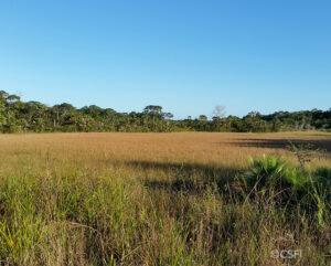 A view of marsh land at Honey Camp, Belize
