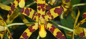 Leopard Orchid close-up