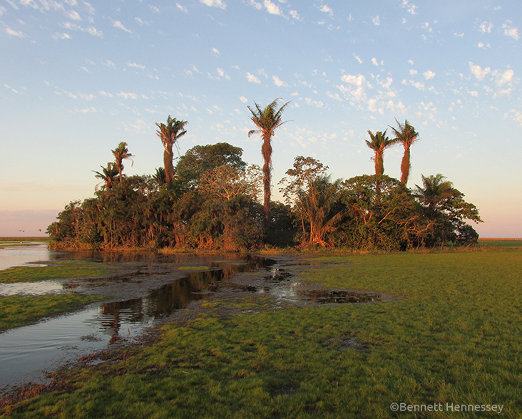 Motacu palm island reforestation project, Barba Azul.