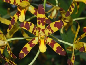 The image shows a flower of the leopard orchid, with five petals all coloured in vibrant yellow and maroon red spots and blotches which are unevenly distributed across the petals.