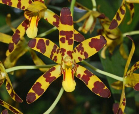 The image shows a flower of the leopard orchid, with five petals all coloured in vibrant yellow and maroon red spots and blotches which are unevenly distributed across the petals.