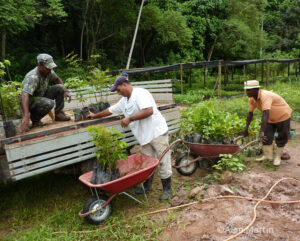 Nursery workers at REGUA preparing for tree planting