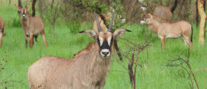 Roan Antelope looking straight at the camera, in Uganda