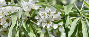 Willow-leaved Pear