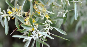 Russian Olive flowers