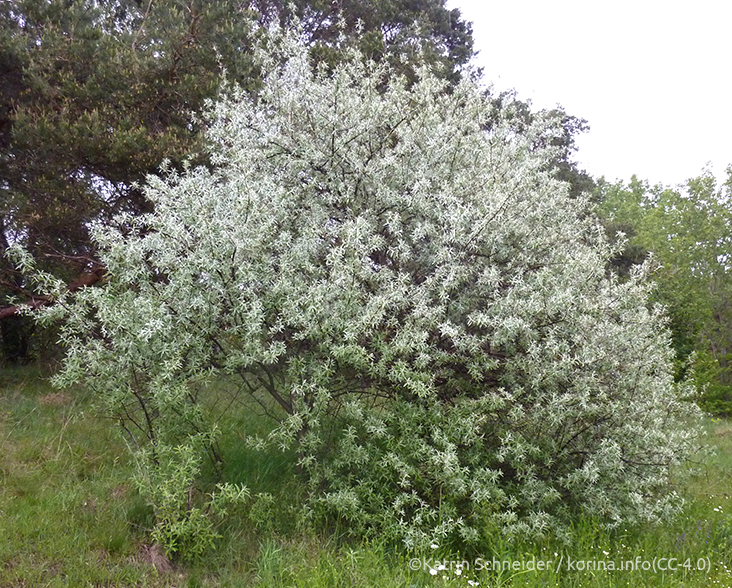 A view of a Russian Olive tree