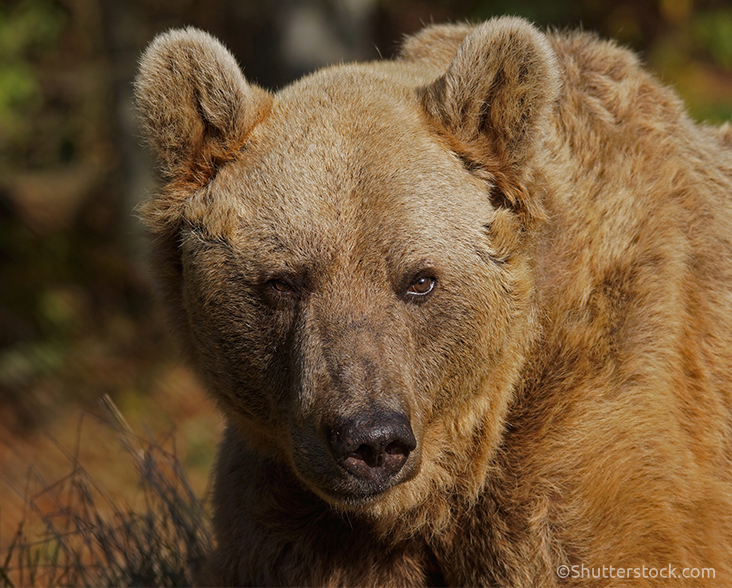 Syrian Brown Bear