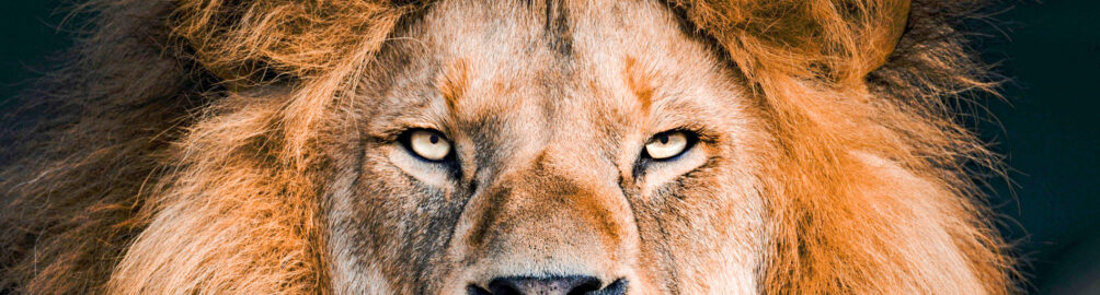 Portrait of a male Lion staring straight at the camera lens