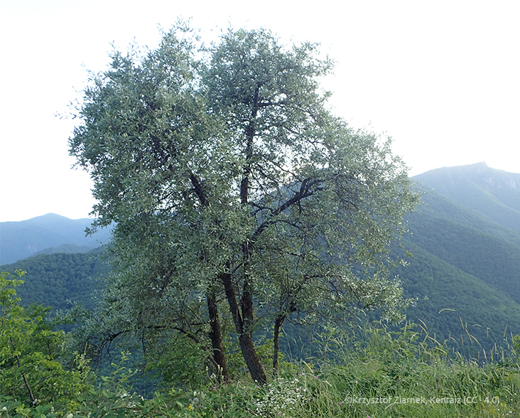 A Willow-leaved Pear tree