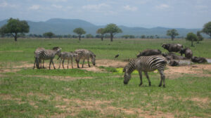 Zebra and Buffalo grazing by a waterhole