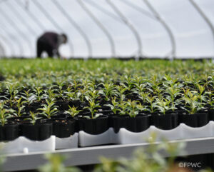 A view of seedlings in the new tree nursery in Armenia, funded by WLT