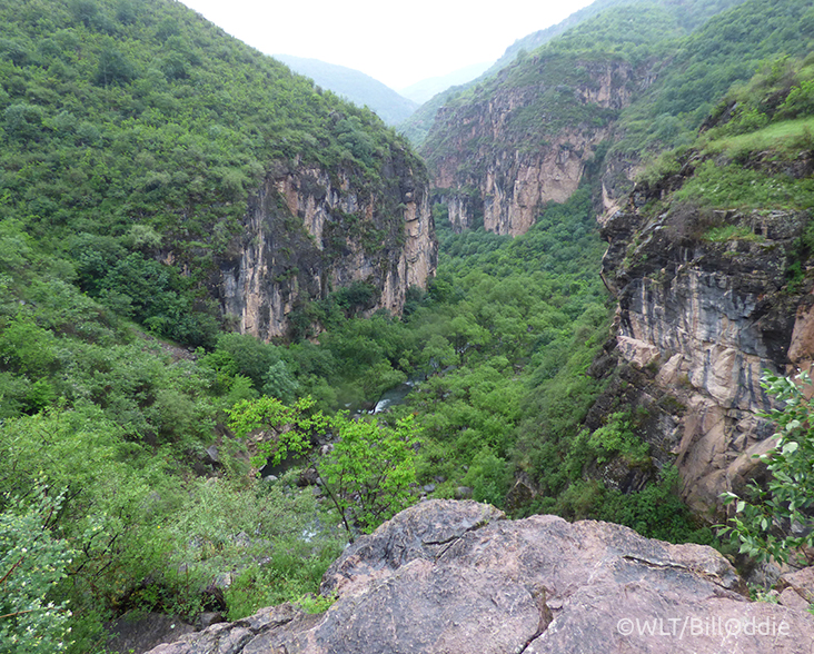 A view of Caucasian Apple habitat, Armenia