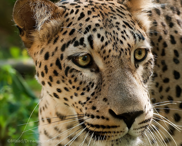 Close-up view of a Caucasian Leopard