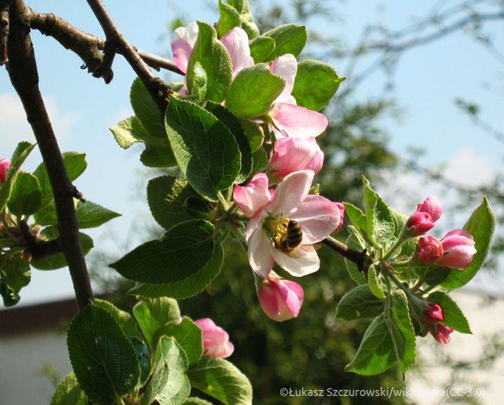 Caucasus apple tree blossom