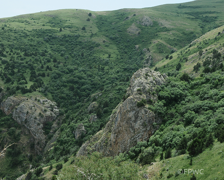 A view of a valley in the Caucasus, habitat for Caucasian Oak