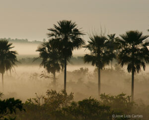 An evocative dawn view of the Chaco-Pantanal landscape