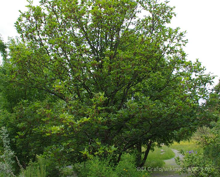 View of a Caucasian Oak