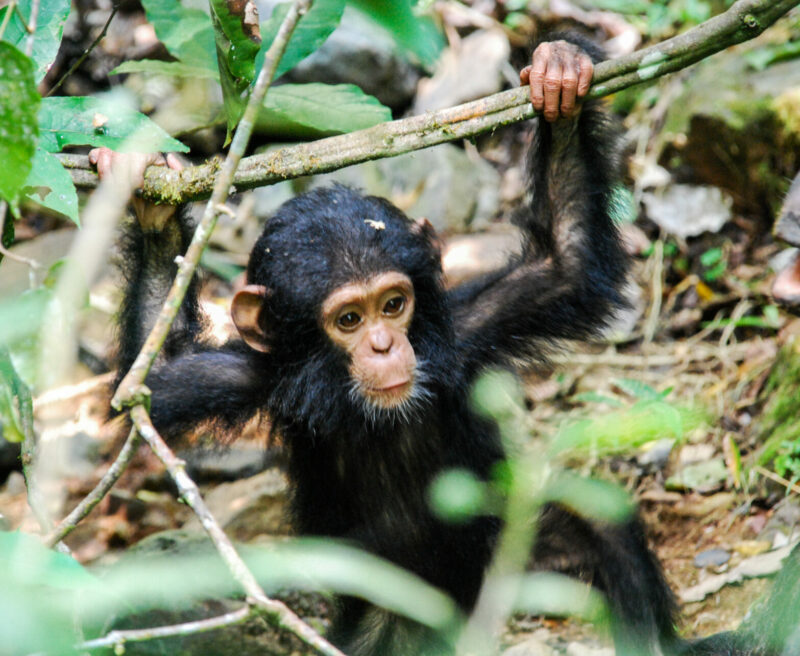 A young Eastern Chimpanzee, Uganda